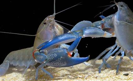 Image: Fighting yabbies (Cherax destructor)