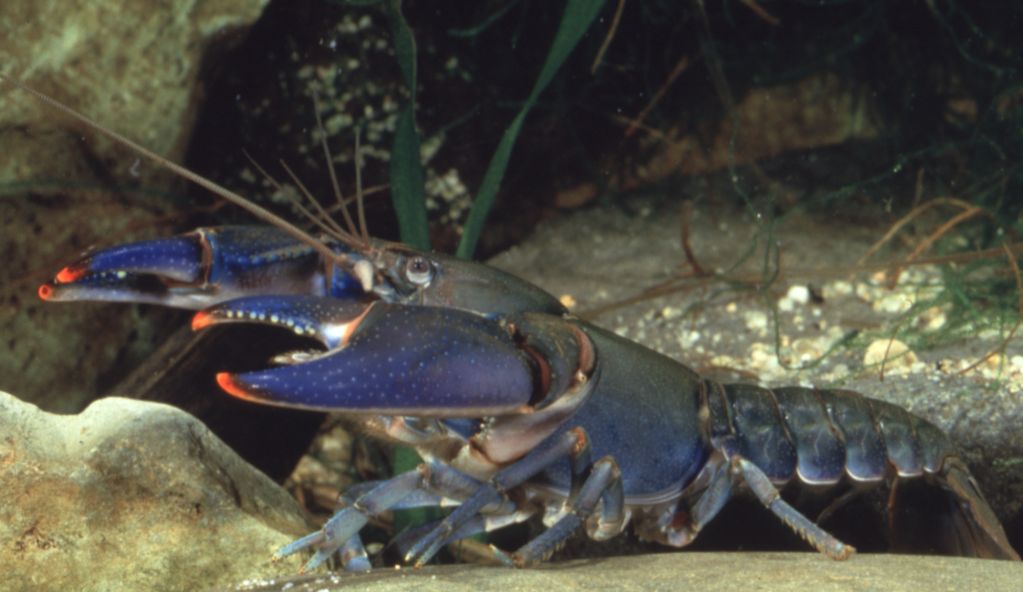 Cherax