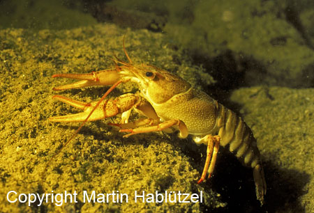 Galizierkrebs-Galiciancrayfish-Astacusleptodactylus_1