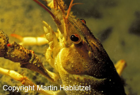 Galizierkrebs-Galiciancrayfish-Astacusleptodactylus_3