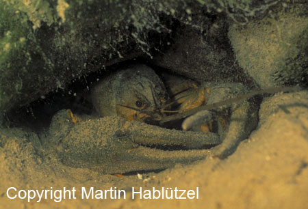 Galizierkrebs-Galiciancrayfish-Astacusleptodactylus_4