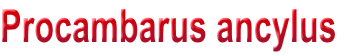 Procambarus ancylus