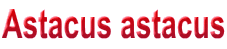 Astacus astacus

