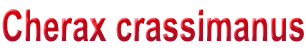 Cherax crassimanus
