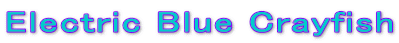 Electric Blue Crayfish