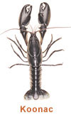 Koonac