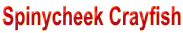 Spinycheek Crayfish