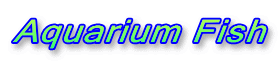 Aquarium Fish