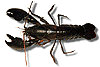 A Koonac