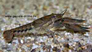 Procambarus versutus