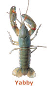 Yabby